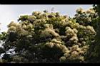 火燒柯-花序10.JPG