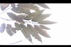 火燒柯-葉08.JPG