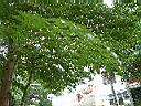 火筒樹07.JPG