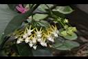 蜂出巢-花03.JPG