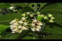 蜂出巢-花06.JPG