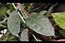 蜂出巢-葉00.JPG