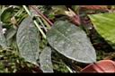蜂出巢-葉01.JPG