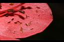 火紅杜鵑-種子01.JPG