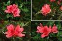 火紅杜鵑-花1.jpg