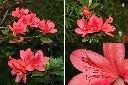 火紅杜鵑-花2.jpg