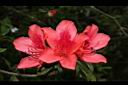 火紅杜鵑-花22.JPG