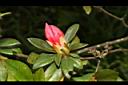 火紅杜鵑-花苞01.JPG