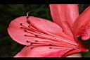 火紅杜鵑-花蕊01.JPG