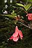 火紅杜鵑-落花06.JPG