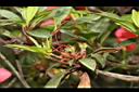 火紅杜鵑-雌蕊00.JPG