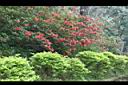 火紅杜鵑00.JPG