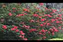 火紅杜鵑01.JPG