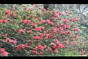 火紅杜鵑02.JPG