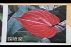 火鶴花133.JPG