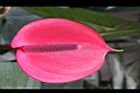 火鶴花20.JPG
