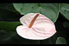 火鶴花35.JPG