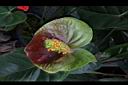 火鶴花-實02.JPG