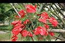 火鶴花-花00.jpg