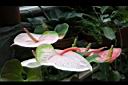 火鶴花-花03.JPG