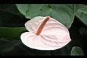 火鶴花-花04.JPG