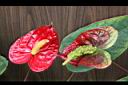 火鶴花-花06.JPG