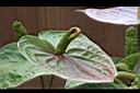 火鶴花-花14.JPG