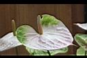 火鶴花-花15.JPG