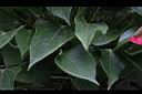 火鶴花-葉00.JPG