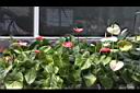 火鶴花01.JPG