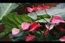 火鶴花04.JPG