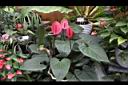 火鶴花06.JPG