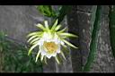 火龍果-花06.jpg