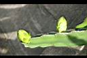 火龍果-花苞1.jpg