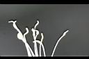 火龍果-雄蕊02.jpg
