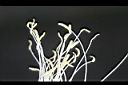 火龍果-雄蕊04.jpg