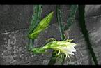 火龍果-花00.jpg