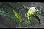 火龍果-花01.jpg