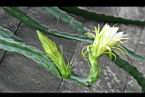 火龍果-花02.jpg
