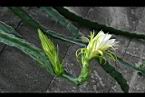 火龍果-花03.jpg