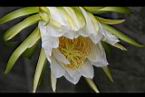 火龍果-花04.jpg