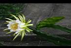 火龍果-花05.jpg