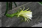 火龍果-花08.jpg