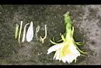 火龍果-花絲1.jpg