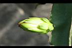 火龍果-花苞5.jpg
