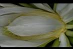 火龍果-花蕊00.jpg