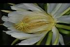 火龍果-花蕊04.jpg
