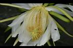 火龍果-花蕊05.jpg