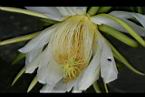 火龍果-花蕊06.jpg
