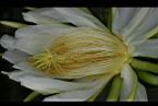 火龍果-花蕊07.jpg